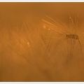 Grains du soir ....