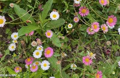L'Erigeron un couvre-sol idéal au soleil en terrain sec