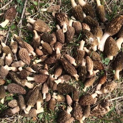 Echappée belle au pays de la morille