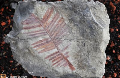 Empreinte fossilisée de feuille du genre cycas