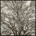 l'arbre rond de Beugin 1