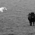 Black and White les vaches !!!