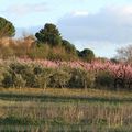 Petite Camargue (1)