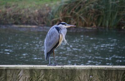 La chasse au héron au plan d'eau de Briey cet après-midi