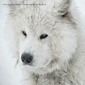 Amour de chien (Parc polaire de Chaux-neuve)