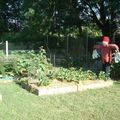 Jardin en carrés le 23 juin.