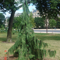 La croissance des arbres