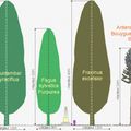 Hauteurs des arbres du Champivert à l'âge adulte