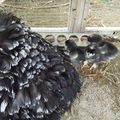 Maman poule et ses 3 poussins