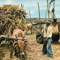 DISTILLERIE A LA REUNION