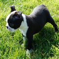 Ma petite Boston terrier