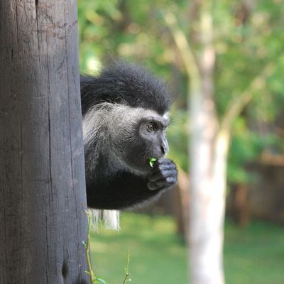 Colobus angolensis 