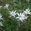 Edelweiss sur la plaine de Gerland rando Vercors