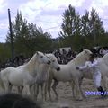 3/Fête du cheval à Monclar