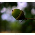 Gland en Brocéliande