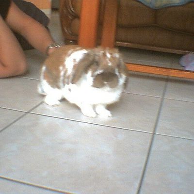 C'est la Saint-Sylvain aujourd'hui, alors bonne