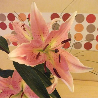 De jolis lys en souvenir de la soirée "Atout Coeur" avec mon a..........