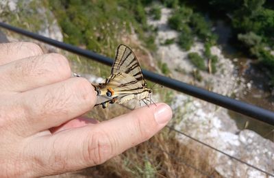 Le Papillon de Labeaume