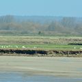 La Baie de Somme, carrefour migratoire remarquable 