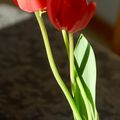tulipes en vase