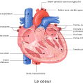 L'appareil cardio-vasculaire (module 2)