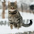 [GRIF' Informe] Attention, les chats ne portent pas de bottes de neige !