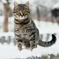 [GRIF' Informe] Attention, les chats ne portent pas de bottes de neige !