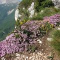 LE CANTIQUE DU PRINTEMPS
