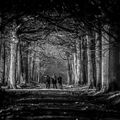 Forêt de Rambouillet - Les tribulations d'un photographe, très amateur... (2013)