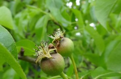 Au Jardin ... Côté potager