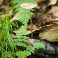 champignon du Mt Ste Anne