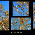 Autres couleurs d'automne