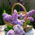 ...Bouquet de Lilas....