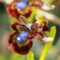 L'Ophrys miroir