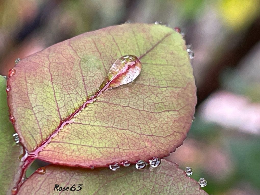Lundi 29 sept 2025 un bol d'air au jardin c'était le 25 sept 2025 Mon diapo s'en suit 