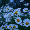 MARGUERITES