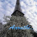 Eiffel Tower with Star Magnolia foreground