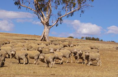 Tassie