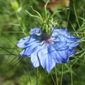 Le Jardin "Du Côté Des Roches Brunes" à Montreuil le 7 juin 2015 (3)