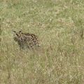 Serval - Afrique de l'Est