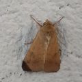 Heliothis peltigera ( Peltigère)