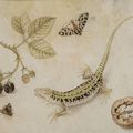Scuola tedesca, secolo XVIII Una lucertola, more, una noce, una mosca e una farfalla