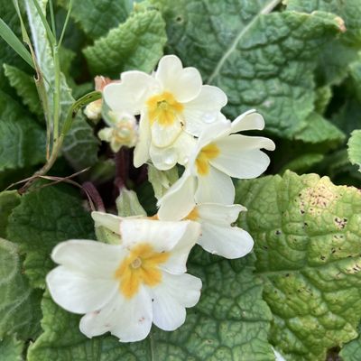 Fin décembre sèche et froide