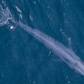 GEORGIE DU SUD (ROYAUME-UNI) - Le retour des Baleines bleues, cent ans après