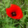 Gentil coquelicot Mesdames, gentil coquelicot Messieurs ...