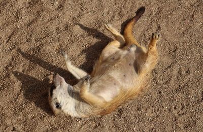 J’ai rêvé que j’étais un suricate… !