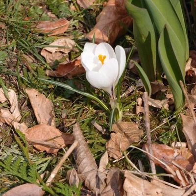 même les fleurs s'y mettent 