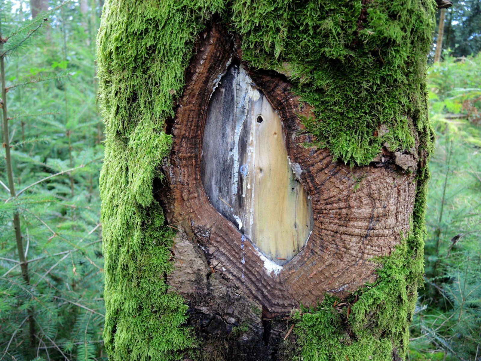 Corancy, dans les bois, tronc oeil (58)