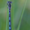 Agrion sp.