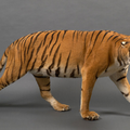 Tigre d'Asie (Panthera tigris)